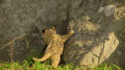 But little Kaya
lacks the strength to join them. - Wild Babies