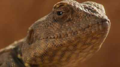 But this little lizard
is only a few inches long. - Prehistoric Planet