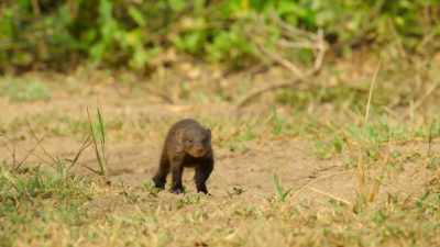 But little Quito has no one by his side. - Wild Babies