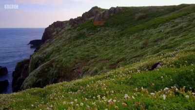 But as long as there are fish
in these rich waters, - Wales: Land of the Wild