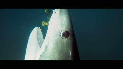 But looking at her eyes,
they were light colored brown - Envoy: Shark Cull