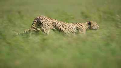 But Luka's raw power,
combined with Kovu's sharp mind, - Predators