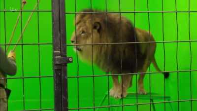 'But it made me
feel slightly nervous.' - Britain's Tiger Kings - On the Trail with Ross Kemp