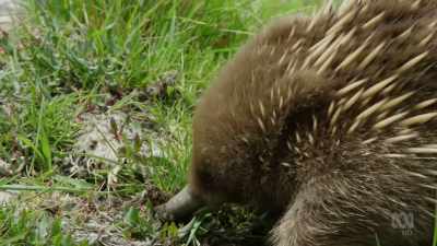 But while mainland echidna
are all spines, - David Attenborough's Tasmania