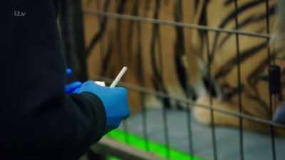 'But making it easier
to inject his tiger - Britain's Tiger Kings - On the Trail with Ross Kemp