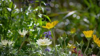 But many plants, of course,
do the reverse. - Attenborough's Life in Colour