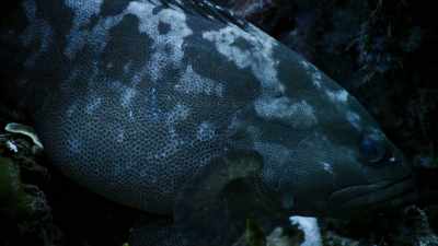 But to mate with one, - Blue Planet II