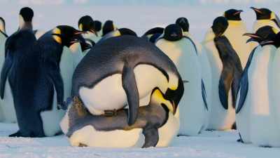 But mating, - Dynasties