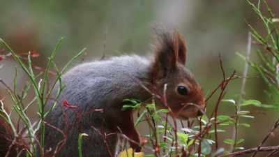 But she may soon allow other squirrels in
to share her nest - Wild Nordic