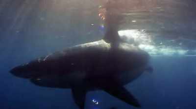 But maybe some aren't
so solitary after all. - Shark Attack Files