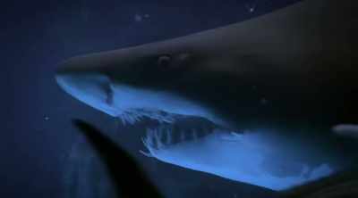But maybe the key to deterring this apex
predator isn't whether or not you fight. - Shark Attack Files