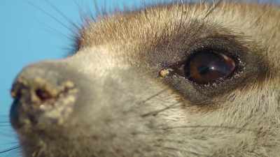 But meerkats are smart - The Secret Lives of Animals