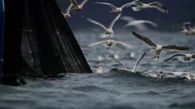 But this migration
hasn't always been so bountiful. - Blue Planet II