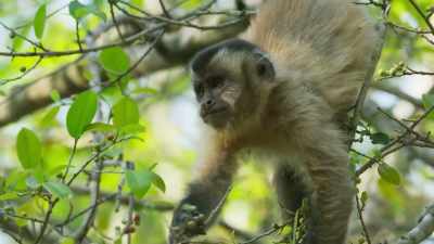 But monkeys are very
wasteful feeders. - The Green Planet