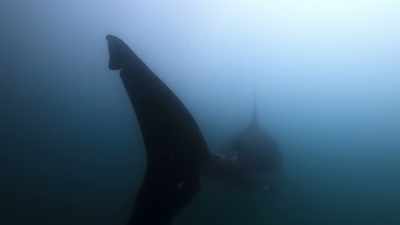 But Monterey's greatest spectacle
is still to come. - Our Great National Parks