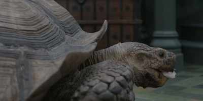 But... Monty's been a good guardian so far - A Series of Unfortunate Events