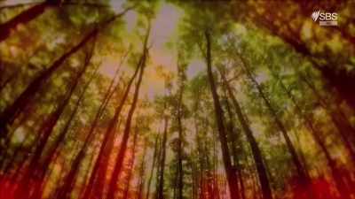 But for more than a thousand years, - Curse of the Ancients with Alice Roberts