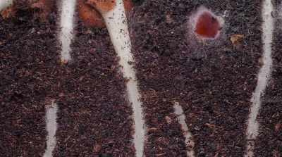 But moreover, - Fantastic Fungi