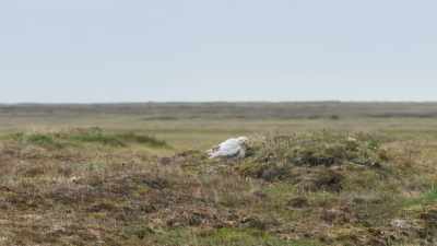 But this morning, the female
returns to an empty nest. - Frozen Planet II