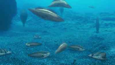 BUT MOST OF THESE CREATURES WILL
NEVER EVOLVE BEYOND THIS POINT. - How the Universe Works