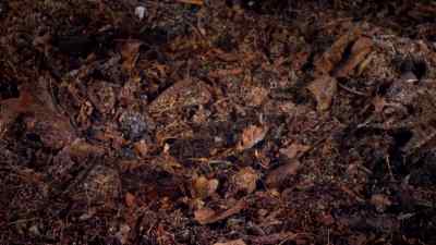 But mostly, she waits. - Micro Monsters with David Attenborough