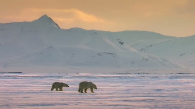 'But this mother and cub
must be prepared to face - A Year on Planet Earth