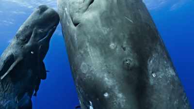 But its mother slumbers on. - Blue Planet II