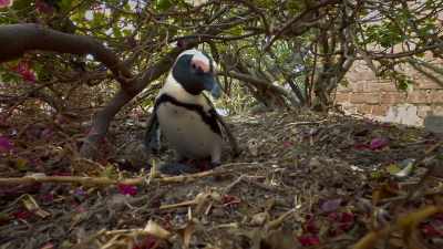 But if Mr. B leaves to fish... - Penguin Town