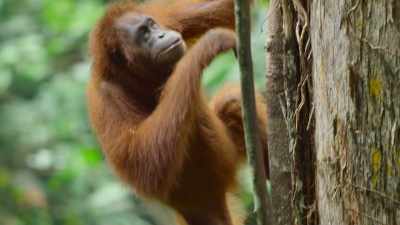 But Mum is always close
by in case she gets tired. - The Secret Lives of Animals