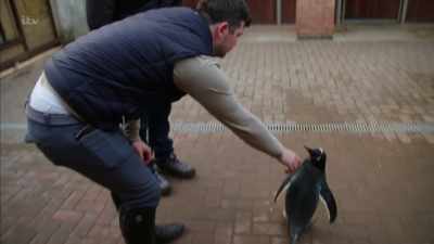 'But Mumble wasn't
Reece's first foray - Britain's Tiger Kings - On the Trail with Ross Kemp