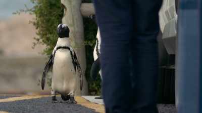 But, Murphy's Law, - Penguin Town
