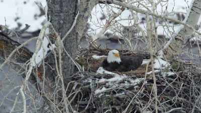 But they must commit to enduring
the late spring storms, - Epic Yellowstone