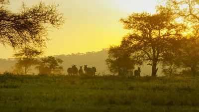 But she must find him,
before they do. - Serengeti