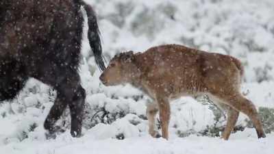 But for nearly a century
a mighty force was missing. - Epic Yellowstone