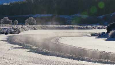 But they need cold, clear,
free-flowing water to thrive, - Wild Isles