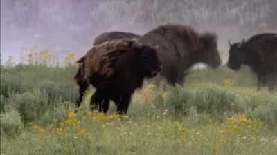 But he never lost his focus
on the American buffalo. - The American Buffalo