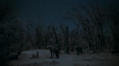 But night cameras reveal... - Earth at Night in Color