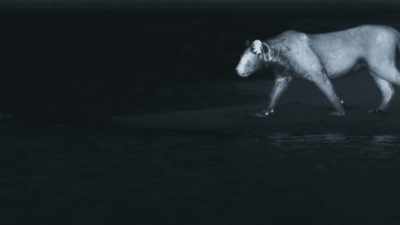 But no cats, certainly no desert cats, - Planet Earth III