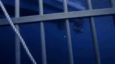 But no more sharks, - Shark Attack Files