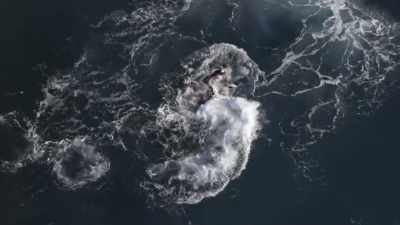 ''But no one lives forever.'' - Secrets of the Whales