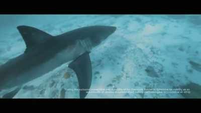 But none of the
experiments we did, - Envoy: Shark Cull