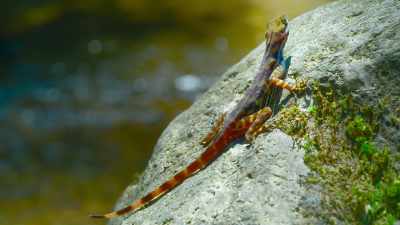 But not all animals
can run away or hide. - The Secret Lives of Animals