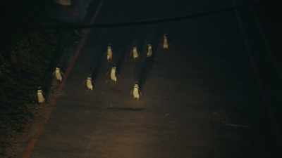 But not all species are so highly evolved. - Penguin Town