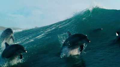 but not all. - Blue Planet II