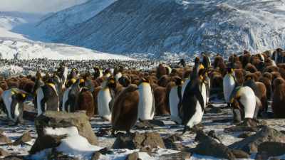 But not every penguin
has a chick to feed. - Blue Planet II