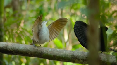 'But not every riflebird
is what they seem. - A Year on Planet Earth