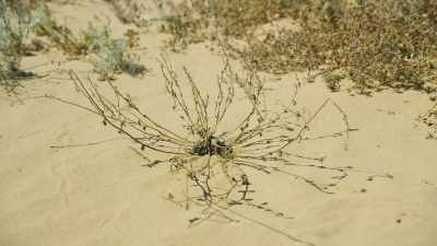 But not before they've produced
the next generation... - The Green Planet