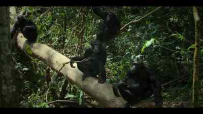 But not this time. - Chimp Empire