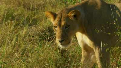 But nothing can prepare
a mother for this. - Serengeti