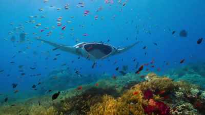 But now they are returning
to this sanctuary - Our Planet